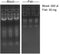 Total RNA Isolation Reagent - 100 reactions
