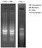 Plant Total RNA Isolation Reagent - 100 reactions