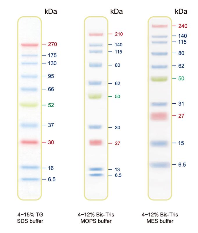 BLUltra Prestained Protein Ladder - 500ul PM001-0500