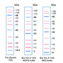 PiNK Plus Prestained Protein Ladder 500ul