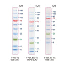 BlueRAY Prestained Protein Ladder - 500ul PM006-0500