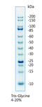 Unstained Protein Ladder, Broad Range - 500ul