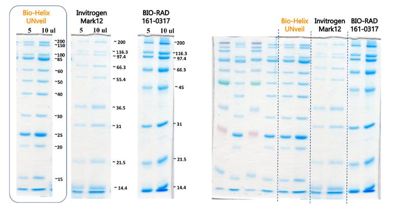 Unstained Protein Ladder, Broad Range - 500ul