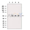 DF12112 at 1/100 staining Mouse lung tissue by IHC-P. The sample was formaldehyde fixed and a heat mediated antigen retrieval step in citrate buffer was performed. The sample was then blocked and incubated with the antibody for 1.5 hours at 22¡ãC. An HRP conjugated goat anti-rabbit antibody was used as the secondary