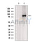 DF12149 at 1/100 staining Rat brain tissue by IHC-P. The sample was formaldehyde fixed and a heat mediated antigen retrieval step in citrate buffer was performed. The sample was then blocked and incubated with the antibody for 1.5 hours at 22¡ãC. An HRP conjugated goat anti-rabbit antibody was used as the secondary
