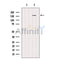 DF12171 staining HepG2 by IF/ICC. The sample were fixed with PFA and permeabilized in 0.1% Triton X-100,then blocked in 10% serum for 45 minutes at 25¡ãC. The primary antibody was diluted at 1/200 and incubated with the sample for 1 hour at 37¡ãC. An  Alexa Fluor 594 conjugated goat anti-rabbit IgG (H+L) Ab, diluted at 1/600, was used as the secondary antibod
