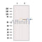DF12264 at 1/100 staining Human kidney tissue by IHC-P. The sample was formaldehyde fixed and a heat mediated antigen retrieval step in citrate buffer was performed. The sample was then blocked and incubated with the antibody for 1.5 hours at 22¡ãC. An HRP conjugated goat anti-rabbit antibody was used as the secondary