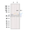 DF12289 staining Hela by IF/ICC. The sample were fixed with PFA and permeabilized in 0.1% Triton X-100,then blocked in 10% serum for 45 minutes at 25¡ãC. The primary antibody was diluted at 1/200 and incubated with the sample for 1 hour at 37¡ãC. An  Alexa Fluor 594 conjugated goat anti-rabbit IgG (H+L) Ab, diluted at 1/600, was used as the secondary antibod