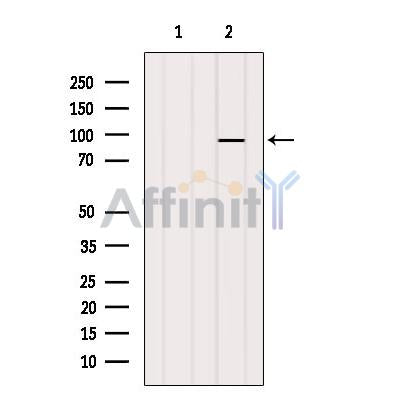 DF12289 staining Hela by IF/ICC. The sample were fixed with PFA and permeabilized in 0.1% Triton X-100,then blocked in 10% serum for 45 minutes at 25¡ãC. The primary antibody was diluted at 1/200 and incubated with the sample for 1 hour at 37¡ãC. An  Alexa Fluor 594 conjugated goat anti-rabbit IgG (H+L) Ab, diluted at 1/600, was used as the secondary antibod