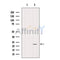 DF12433 staining Hela by IF/ICC. The sample were fixed with PFA and permeabilized in 0.1% Triton X-100,then blocked in 10% serum for 45 minutes at 25¡ãC. The primary antibody was diluted at 1/200 and incubated with the sample for 1 hour at 37¡ãC. An  Alexa Fluor 594 conjugated goat anti-rabbit IgG (H+L) Ab, diluted at 1/600, was used as the secondary antibod