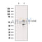 DF12454 at 1/100 staining Mouse liver tissue by IHC-P. The sample was formaldehyde fixed and a heat mediated antigen retrieval step in citrate buffer was performed. The sample was then blocked and incubated with the antibody for 1.5 hours at 22¡ãC. An HRP conjugated goat anti-rabbit antibody was used as the secondary