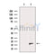 DF12468 staining Hela by IF/ICC. The sample were fixed with PFA and permeabilized in 0.1% Triton X-100,then blocked in 10% serum for 45 minutes at 25¡ãC. The primary antibody was diluted at 1/200 and incubated with the sample for 1 hour at 37¡ãC. An  Alexa Fluor 594 conjugated goat anti-rabbit IgG (H+L) Ab, diluted at 1/600, was used as the secondary antibod