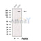 Western blot analysis of extracts from HUVEC cells, using PLXA1 Antibody. The lane on the left was treated with blocking peptide.