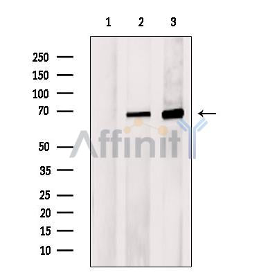 Western blot analysis of extracts from HeLa cells, using NR1H4 Antibody. The lane on the left was treated with blocking peptide.