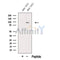 Western blot analysis of extracts from Mouse testis tissue, using PIWL1 Antibody. The lane on the left was treated with blocking peptide.