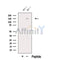 Western blot analysis of extracts from Rat  brain, using SMC4 Antibody. The lane on the left was treated with blocking peptide.