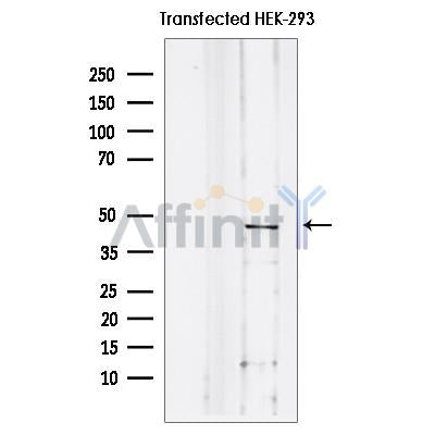 Western blot analysis of extracts from Transfected HEK-293 cells, using ID3 Antibody. The lane on the left was treated with blocking peptide.
