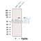 Western blot analysis of extracts from Human testis tissue, using DTX2 Antibody. The lane on the left was treated with blocking peptide.