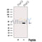 Western blot analysis of extracts from various samples, using MTCH1 Antibody.
 Lane 1: 293, treated with blocking peptide;
 Lane 2: 293;
 Lane 3: Mcf7.