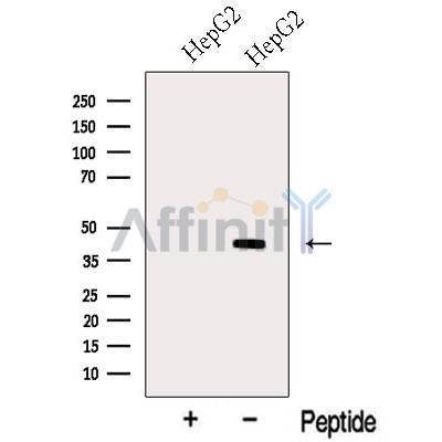 Western blot analysis of extracts from various samples, using MTCH1 Antibody.
 Lane 1: 293, treated with blocking peptide;
 Lane 2: 293;
 Lane 3: Mcf7.