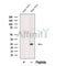 Western blot analysis of extracts from Mouse brain tissue, using TREM2 Antibody. The lane on the left was treated with blocking peptide.