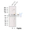 Western blot analysis of extracts from Rat  muscle, using LIPL Antibody. The lane on the left was treated with blocking peptide.