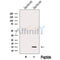 Western blot analysis of extracts from various samples, using NRN1 Antibody.
 Lane 1: HepG2 treated with blocking peptide;
 Lane 2: HepG2;
 Lane 3: Mouse  brain;
 Lane 4: Rat  brain;
 Lane 5: Rat  muscle.