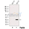 Western blot analysis of extracts from HEK-293 cells, using SIKE1 Antibody. The lane on the left was treated with blocking peptide.