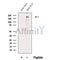 Western blot analysis of extracts from Mouse brain tissue, using TITIN Antibody. The lane on the left was treated with blocking peptide.