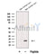 Western blot analysis of extracts from Human duodenum lysate, using CXCL2 Antibody. The lane on the left was treated with blocking peptide.
