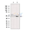 Western blot analysis of extracts from Mouse brain tissue, using ACTR10 Antibody. The lane on the left was treated with blocking peptide.