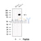 Western blot analysis of extracts from HeLa cells, using AMOTL1 Antibody. The lane on the left was treated with blocking peptide.