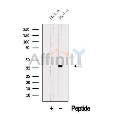 Western blot analysis of extracts from HeLa cells, using ASNA1 Antibody. The lane on the left was treated with blocking peptide.