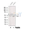 Western blot analysis of extracts from Jurkat cells, using AUP1 Antibody. The lane on the left was treated with blocking peptide.