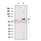 Western blot analysis of extracts from Mouse testis tissue, using BBS9 Antibody. The lane on the left was treated with blocking peptide.