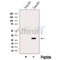 Western blot analysis of extracts from Human spleen tissue, using C18orf55 Antibody. The lane on the left was treated with blocking peptide.