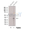 Western blot analysis of extracts from various samples, using C19orf52 Antibody.
 Lane 1: COS-7, treated with blocking peptide;
 Lane 2: COS-7;
 Lane 3: 3T3.