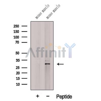 Western blot analysis of extracts from various samples, using C19orf52 Antibody.
 Lane 1: COS-7, treated with blocking peptide;
 Lane 2: COS-7;
 Lane 3: 3T3.