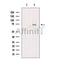 Western blot analysis of extracts from K-562 cells?, using DARS2 Antibody. The lane on the left was treated with blocking peptide.