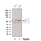 Western blot analysis of extracts from Hybridoma cells, using DBNL Antibody. The lane on the left was treated with blocking peptide.