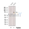 Western blot analysis of extracts from HepG2 cells, using FATP4 Antibody. The lane on the left was treated with blocking peptide.
