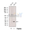 Western blot analysis of extracts from HEK-293 cells, using GEMIN6 Antibody. The lane on the left was treated with blocking peptide.