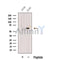 Western blot analysis of extracts from A549 cells, using Glypican4 Antibody. The lane on the left was treated with blocking peptide.