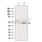 Western blot analysis of extracts from Jurkat cells?, using GNAQ Antibody. The lane on the left was treated with blocking peptide.
