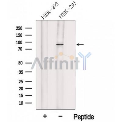 Western blot analysis of extracts from HEK-293 cells, using HOOK1 Antibody. The lane on the left was treated with blocking peptide.
