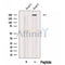 Western blot analysis of extracts from HepG2 cells, using MED12 Antibody. The lane on the left was treated with blocking peptide.