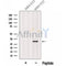 Western blot analysis of extracts from NIH/3T3 cells, using MITD1 Antibody. The lane on the left was treated with blocking peptide.