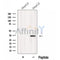 Western blot analysis of extracts from various samples, using MTCH2 Antibody.
 Lane 1: HepG2, treated with blocking peptide;
 Lane 2: HepG2;
 Lane 3: Rat  kidney;
 Lane 4: Rat  brain.