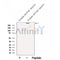 Western blot analysis of extracts from Human skeletal muscle  tissue, using NEB-Specific Antibody. The lane on the left was treated with blocking peptide.