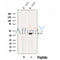 Western blot analysis of extracts from K-562 cells, using NF45 Antibody. The lane on the left was treated with blocking peptide.